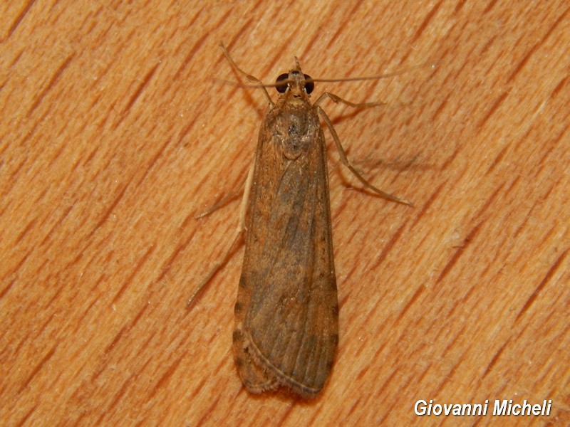 Nomophila noctuella ? S